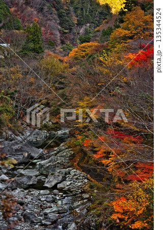 面河渓の紅葉 135344524