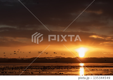 伊豆沼マガンのねぐらたち 135344549