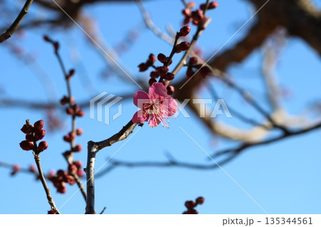 紅梅が一輪咲いている 冬の公園 紅梅が一輪咲いている 冬の公園 135344561
