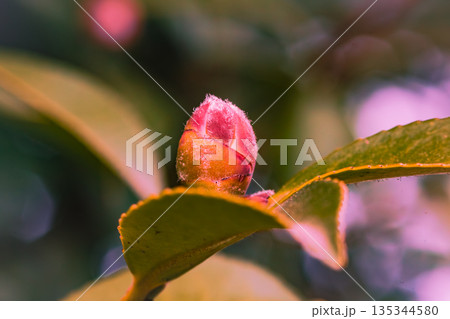 咲き始めたつばきのつぼみ 135344580