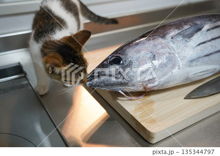 まな板の上の魚と子猫 135344797