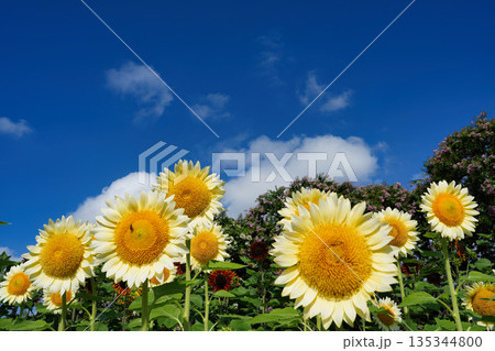 夏の空に咲く白いひまわり 夏の空に咲く白いひまわり 135344800
