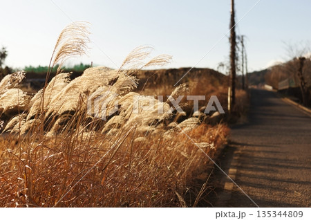 黄金色に輝くススキ 135344809