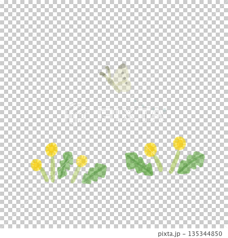 たんぽぽのイラスト 135344850