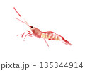 左向きの赤いエビ 135344914