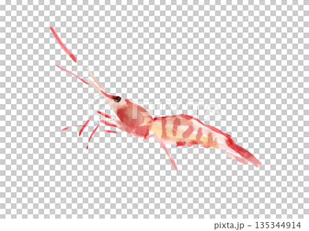 左向きの赤いエビ 135344914