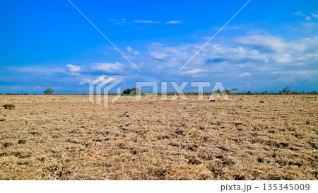 Beautiful view of the savanna, Baluran National Park, East Java, Indonesia Beautiful view of the savanna, Baluran National Park, East Java, Indonesia 135345009