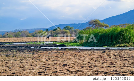 Beautiful view of the savanna, Baluran National Park, East Java, Indonesia Beautiful view of the savanna, Baluran National Park, East Java, Indonesia 135345013