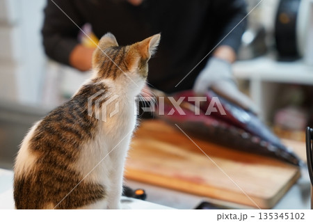 捌かれる魚を見つめる子猫 135345102