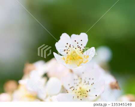 野生の野バラの花のクローズアップ 135345149