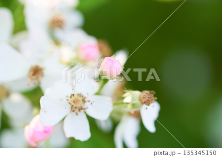 野生の野バラの花と蕾のクローズアップ 野生の野バラの花と蕾のクローズアップ 135345150