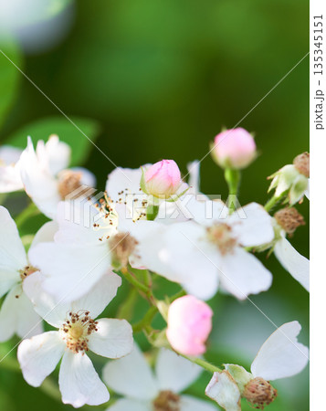 野生の野バラの花と蕾のクローズアップ 野生の野バラの花と蕾のクローズアップ 135345151