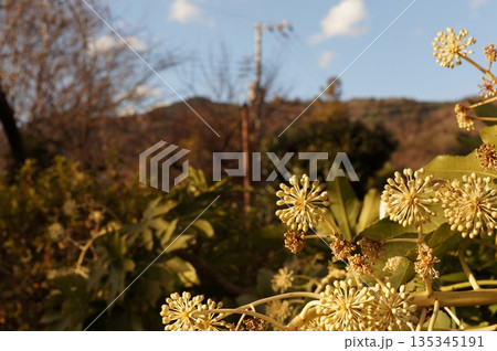 夕日と植物 135345191