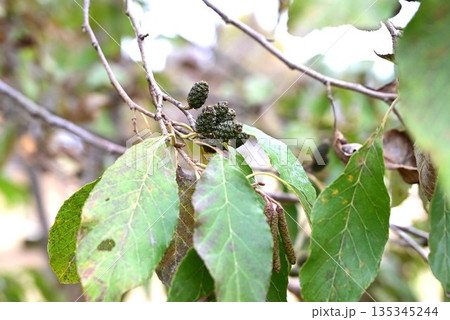 ハンノキの花と果実 135345244