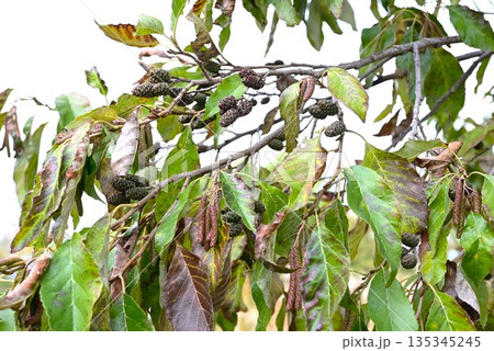 ハンノキの花と果実 ハンノキの花と果実 135345245