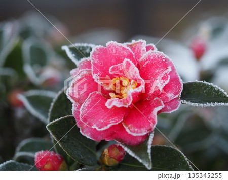 霜で覆われた山茶花の花 135345255