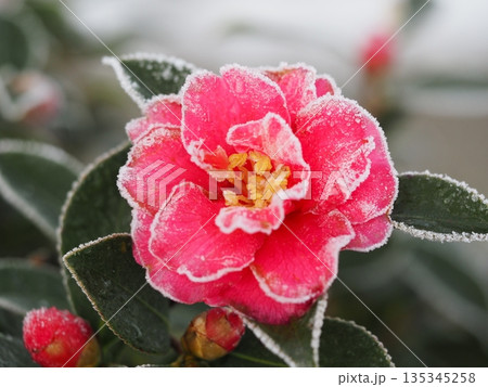 霜で覆われた山茶花の花 135345258