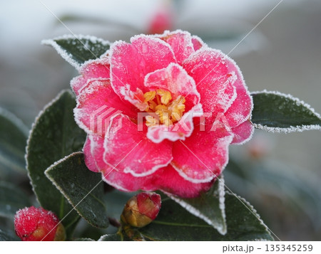 霜で覆われた山茶花の花 135345259