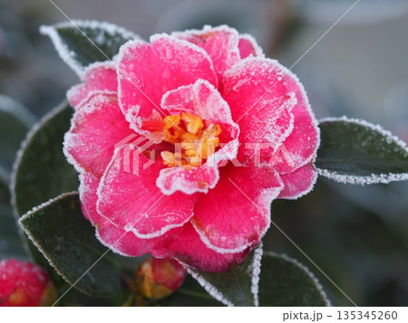霜で覆われた山茶花の花 135345260