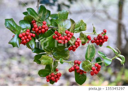 ヤバネヒイラギモチ　Chinese holly 135345297