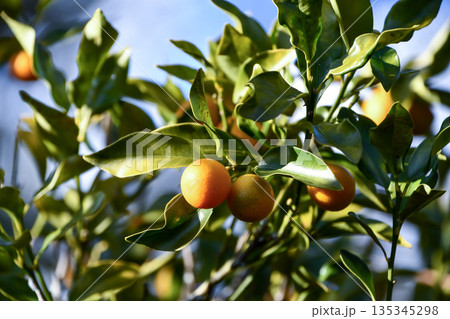 キンカン　kumquat 135345298