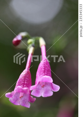 ディフルゴサ・コロラタの花 ディフルゴサ・コロラタの花 135345333