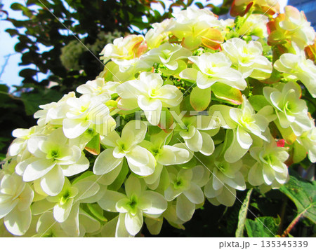 カシワバアジサイ(柏葉紫陽花) カシワバアジサイ(柏葉紫陽花) 135345339