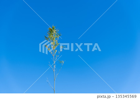 青空と笹竹 135345569