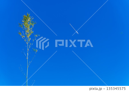 青空に放たれた矢と笹竹と薄く写る飛行機 135345575