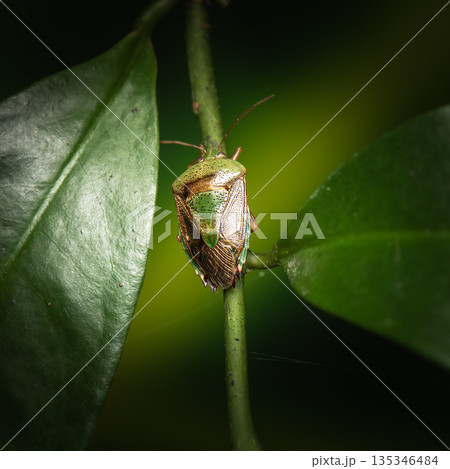 Green Stink Bug or Plautia affinis 135346484