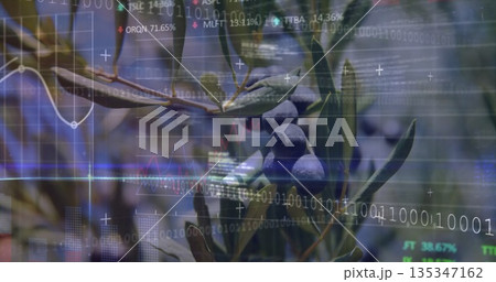 Displaying olive branch with dark olives and green leaves at olive grove, with data overlay Displaying olive branch with dark olives and green leaves at olive grove, with data overlay 135347162
