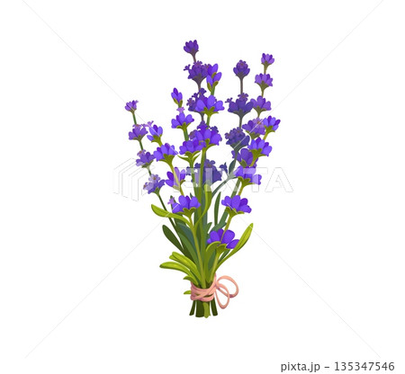 Tied flowers bouquet vector lavender sprigs with green stems and violet blossoms isolated on white. Lavenders bouquet tied securely with pink ribbon bow. Cartoon vector flowers for greeting card 135347546