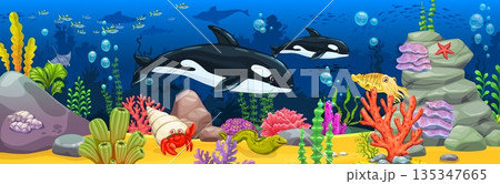Cartoon killer whale animals, seaweeds and coral reefs ocean underwater landscape with sea orca animals. Vector cartoon seafloor with killer whale predators, crab, starfish, moray eel and cuttlefish 135347665