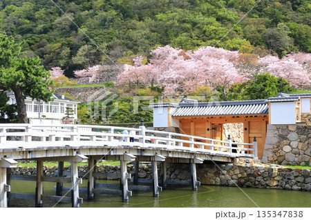 【鳥取県】満開の桜の鳥取城跡（久松公園の擬宝珠橋） 135347838