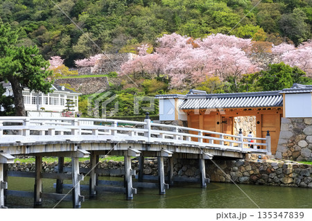 【鳥取県】満開の桜の鳥取城跡（久松公園の擬宝珠橋） 135347839