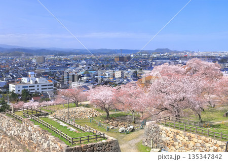 【鳥取県】鳥取城から見た満開の桜と鳥取市街(久松公園) 【鳥取県】鳥取城から見た満開の桜と鳥取市街(久松公園) 135347842