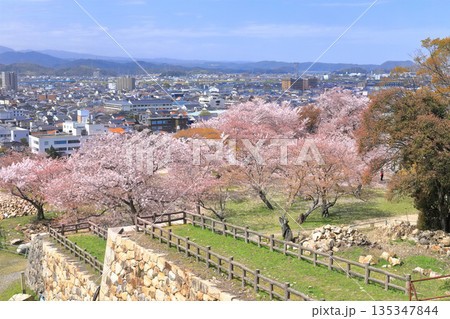 【鳥取県】鳥取城から見た満開の桜と鳥取市街(久松公園) 【鳥取県】鳥取城から見た満開の桜と鳥取市街(久松公園) 135347844