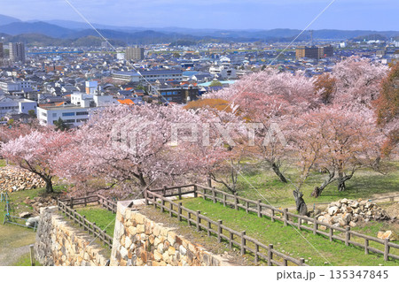 【鳥取県】鳥取城から見た満開の桜と鳥取市街(久松公園) 【鳥取県】鳥取城から見た満開の桜と鳥取市街(久松公園) 135347845