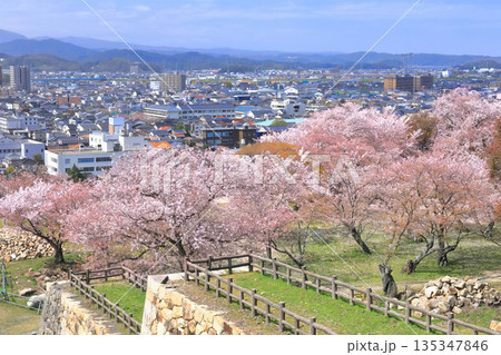 【鳥取県】鳥取城から見た満開の桜と鳥取市街(久松公園) 【鳥取県】鳥取城から見た満開の桜と鳥取市街(久松公園) 135347846