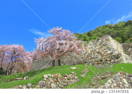 【鳥取県】晴天の鳥取城と満開の桜（久松公園） 135347858