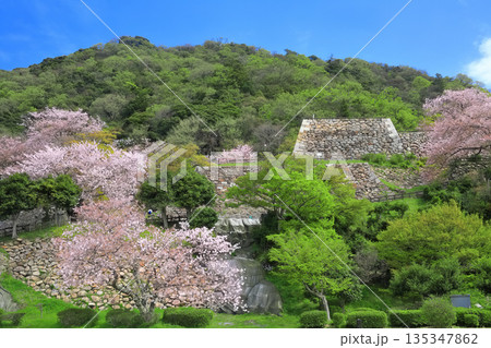 【鳥取県】晴天の鳥取城と満開の桜(久松山) 【鳥取県】晴天の鳥取城と満開の桜(久松山) 135347862