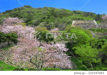 【鳥取県】晴天の鳥取城と満開の桜(久松山) 【鳥取県】晴天の鳥取城と満開の桜(久松山) 135347863
