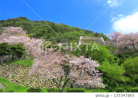 【鳥取県】晴天の鳥取城と満開の桜（久松山） 135347865