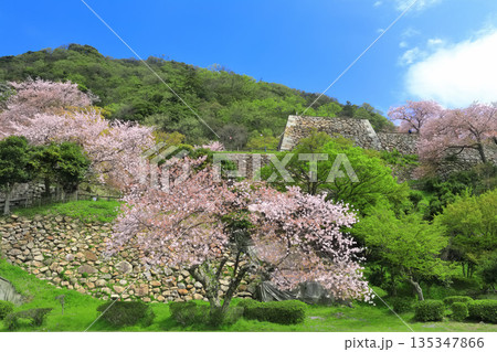 【鳥取県】晴天の鳥取城と満開の桜(久松山) 【鳥取県】晴天の鳥取城と満開の桜(久松山) 135347866