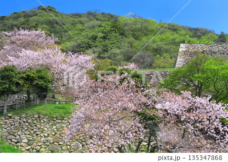 【鳥取県】晴天の鳥取城と満開の桜(久松山) 【鳥取県】晴天の鳥取城と満開の桜(久松山) 135347868