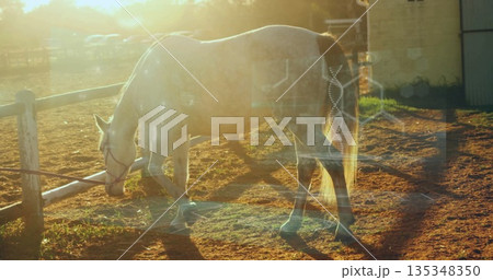 Grazing grey-speckled horse wearing halter and lead rope, feeding on sparse grass in farm paddock 135348350