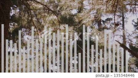 Displaying pine needles filtering sunlight at pine forest canopy, with white bars graphic overlay 135348446