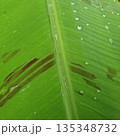 green leaf with water drops 135348732