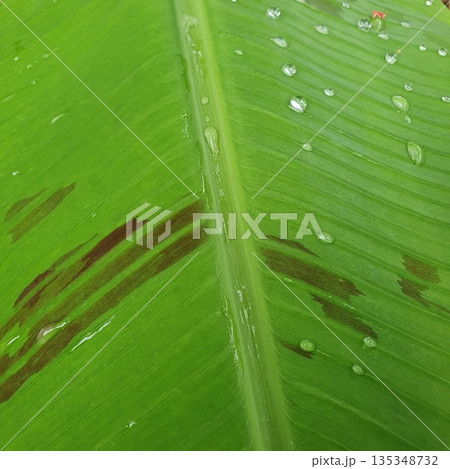 green leaf with water drops 135348732