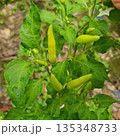 tomato plant in vegetable garden 135348733